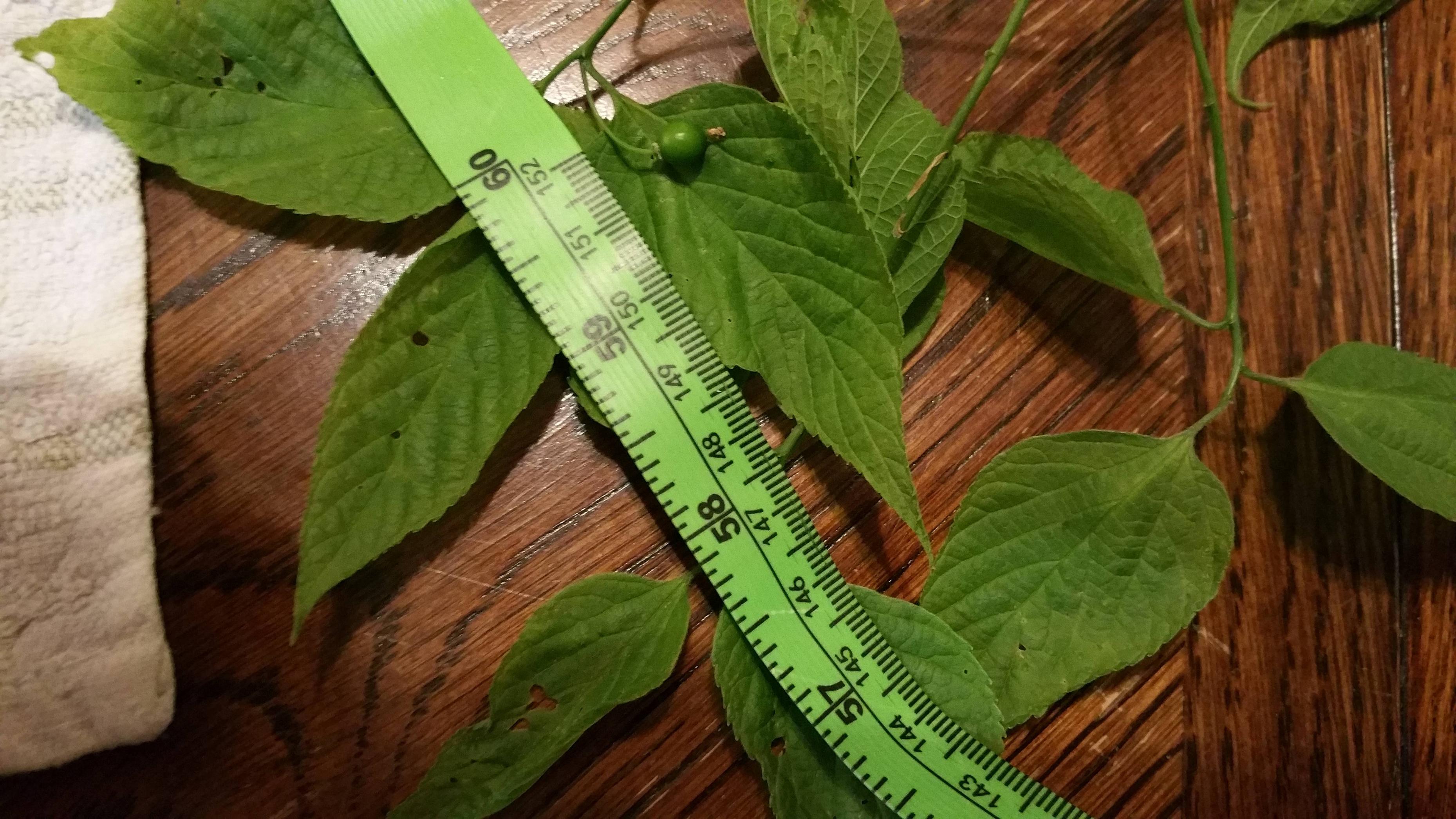 Tree ID, Hackberry?