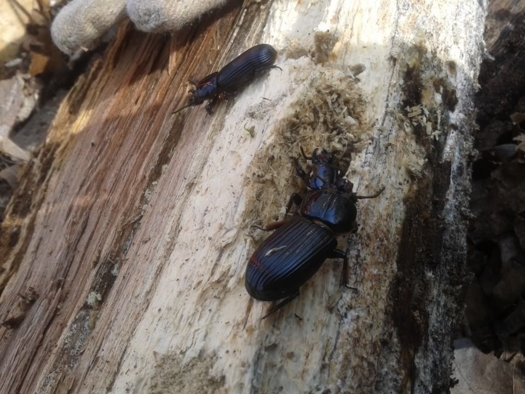 [Hearth.com] Meet the Beetles