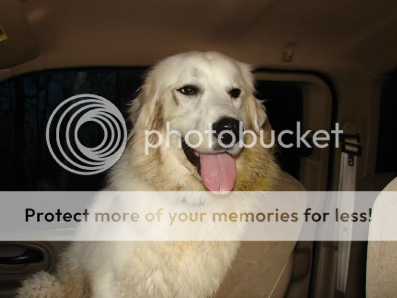 [Hearth.com] Buddy