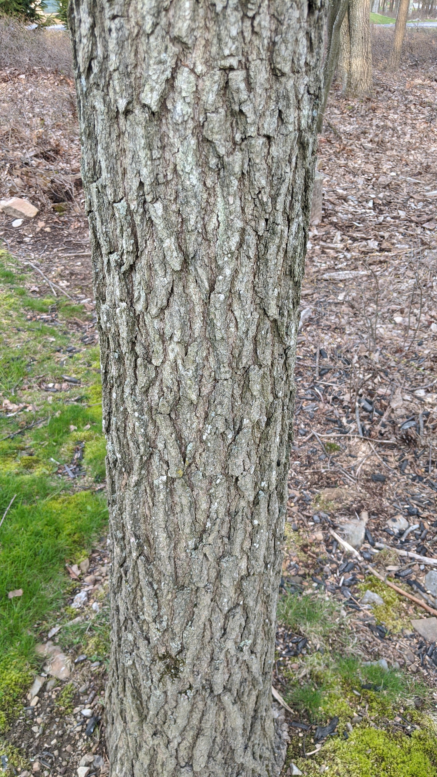 [Hearth.com] Another wood identification thread