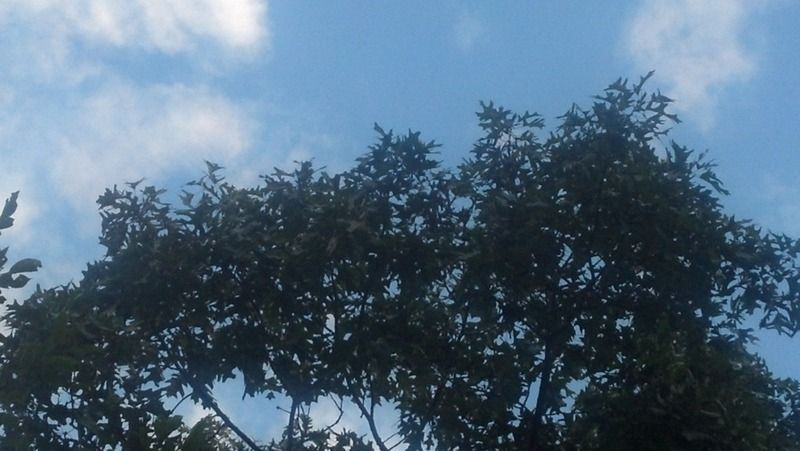 [Hearth.com] Tree ID