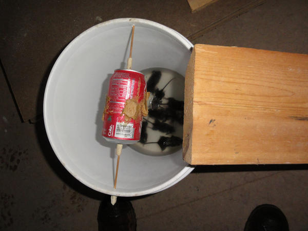[Hearth.com] Got a Rat/Mice Problem...