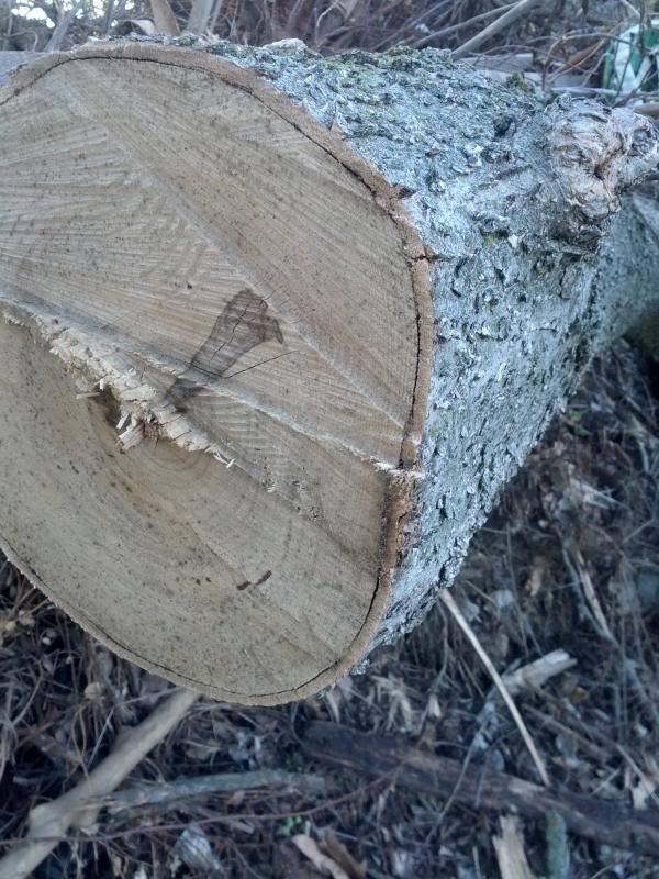 [Hearth.com] My first wood ID post ....