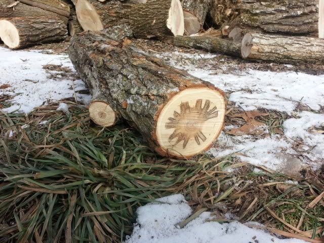 [Hearth.com] Wood ID please