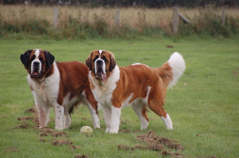 saint_bernard_3.jpg