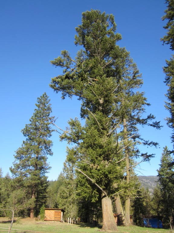 [Hearth.com] Big old fir tree died last year....still can't get myself to cut it down