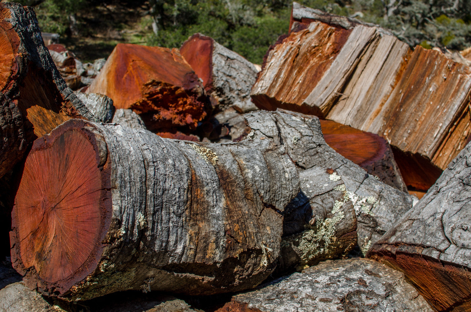 [Hearth.com] Red Oak?
