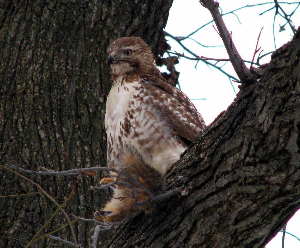 [Hearth.com] Red-Tailed Hawk w/dinner