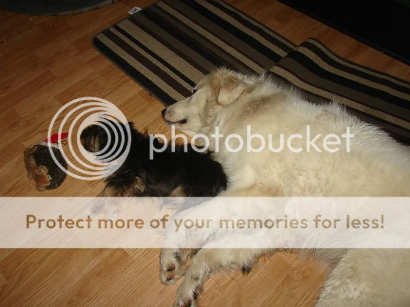 [Hearth.com] 2011 Member Of The Year
