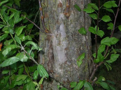 [Hearth.com] Northern Hackberry, Dwarf Hackberry or Other?