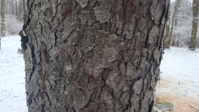 [Hearth.com] Wood ID please!