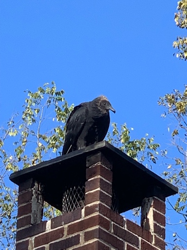 [Hearth.com] What’s on my chimney?