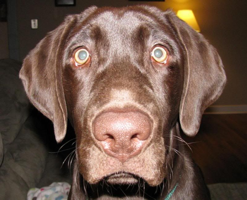 [Hearth.com] pet picture thread
