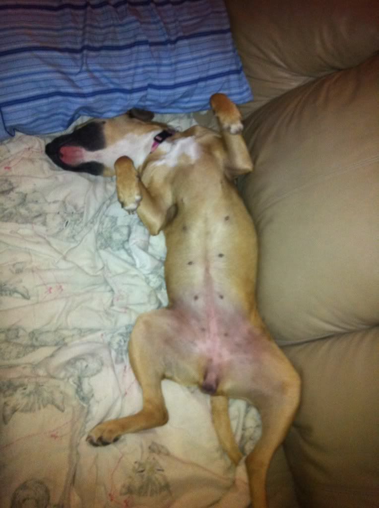 Your pup enjoying the stove or insert.