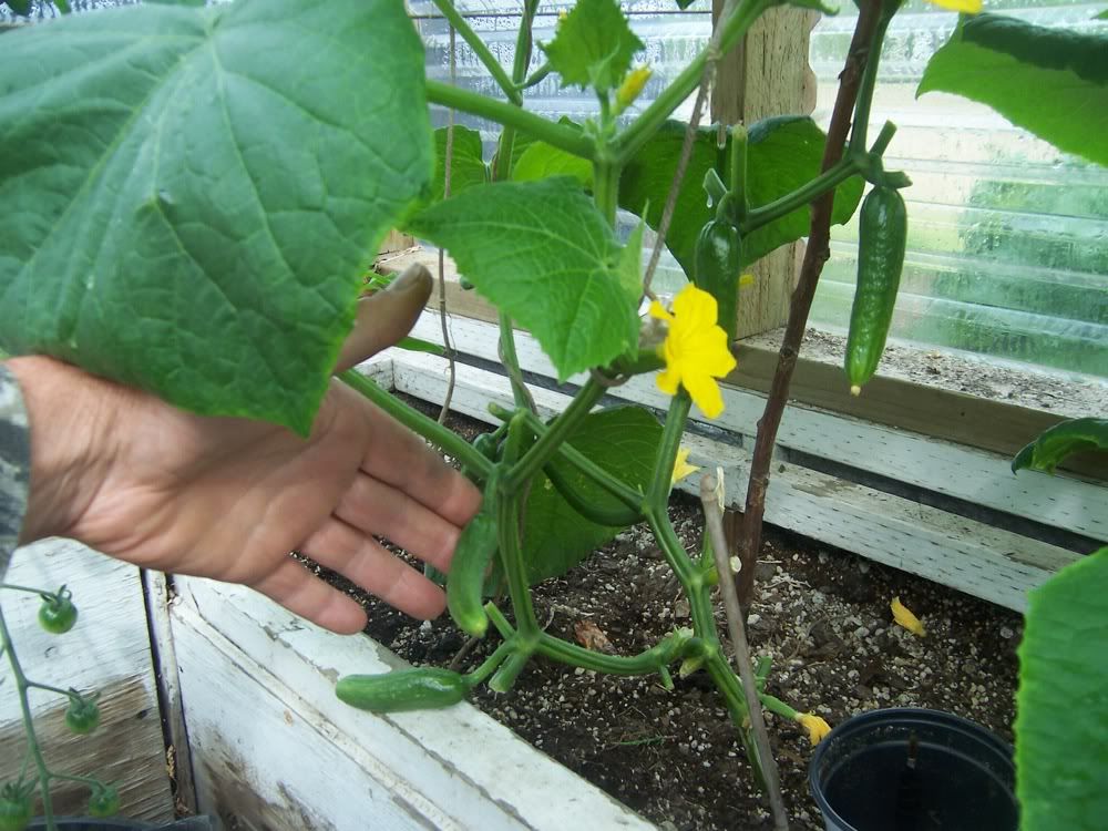 [Hearth.com] Greenhouse update pics