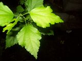 [Hearth.com] Tree ID Needed
