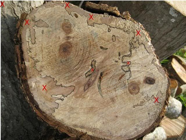 [Hearth.com] Wood ID...possible scrounge..not much to go with right now....