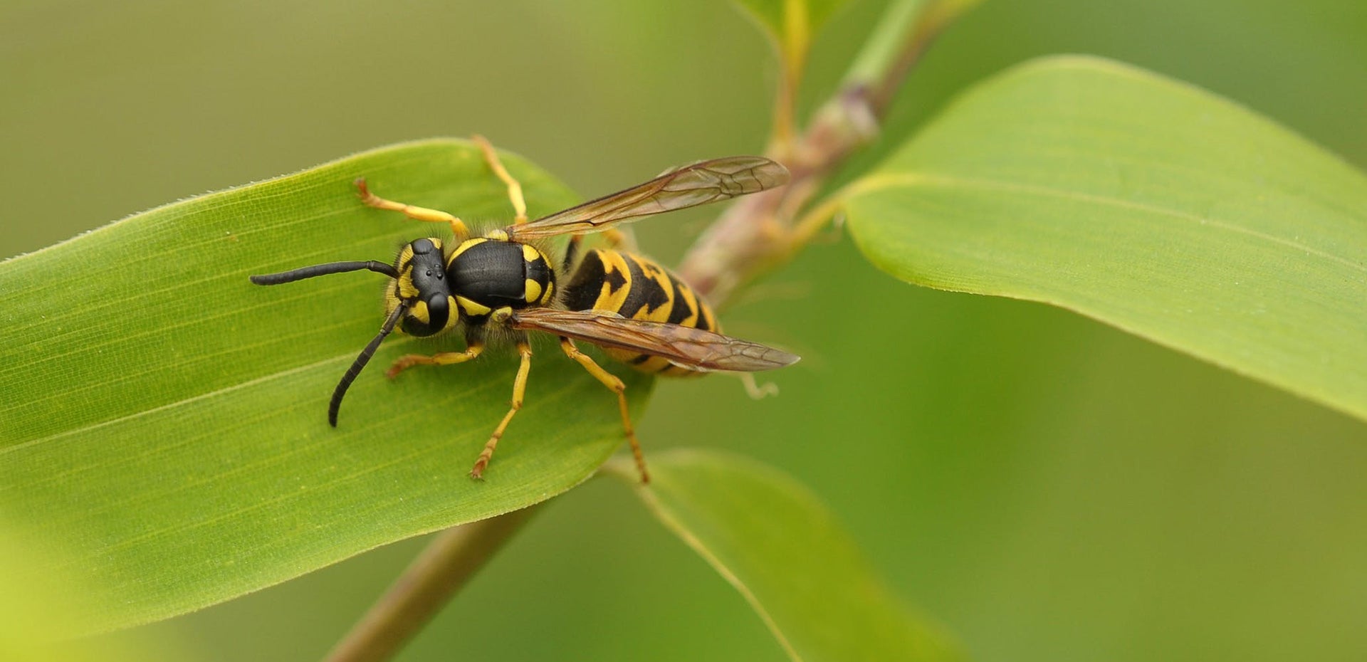 wasps.ucr.edu