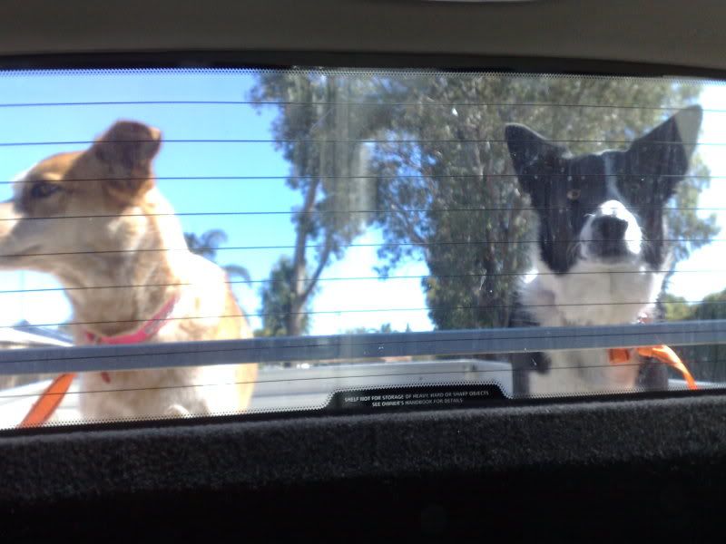 [Hearth.com] Post your dog pics!