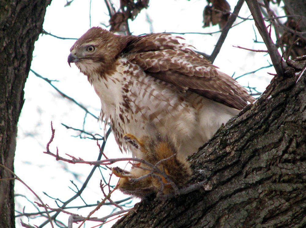 [Hearth.com] Red-Tailed Hawk w/dinner