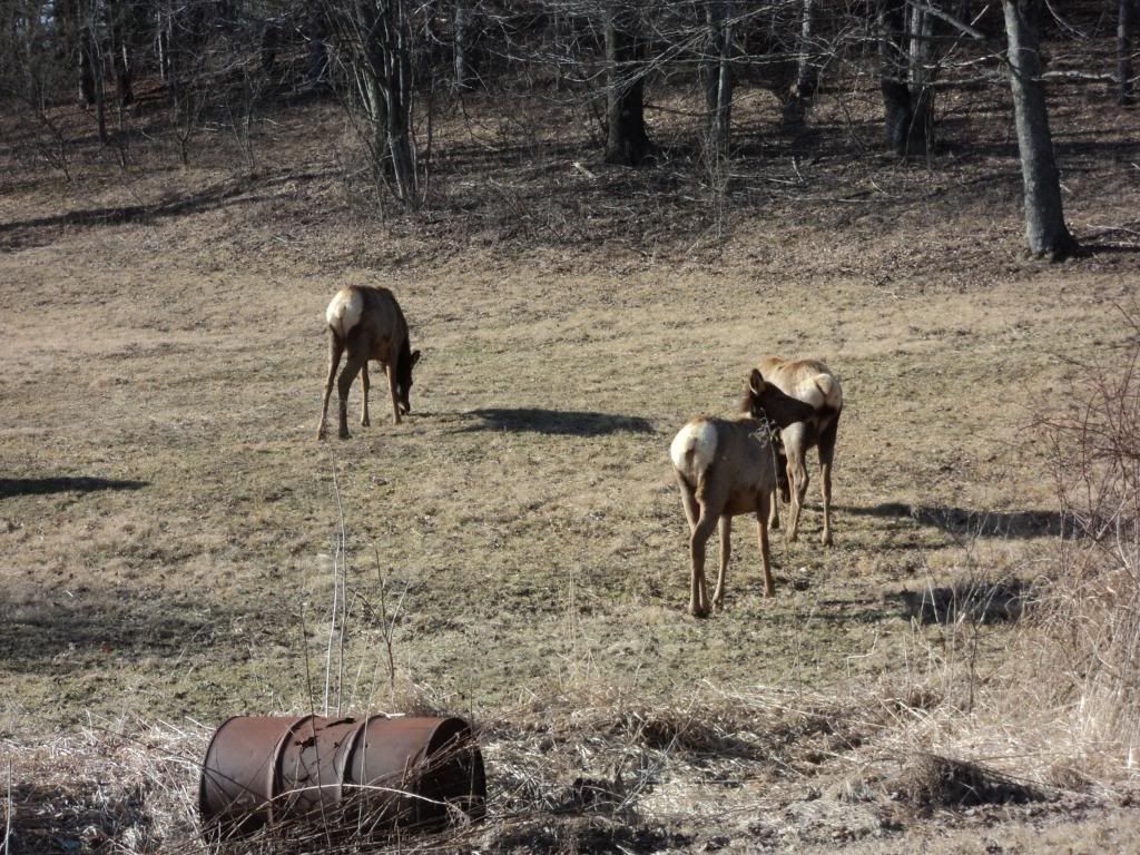 [Hearth.com] ELK pics in pa