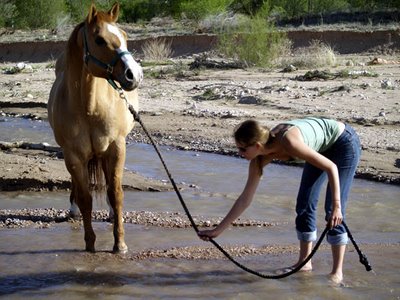 horse_to_water.jpg