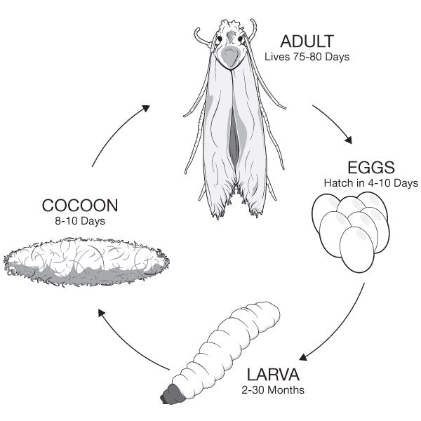 life-cycle-of-a-clothes-moth.jpg