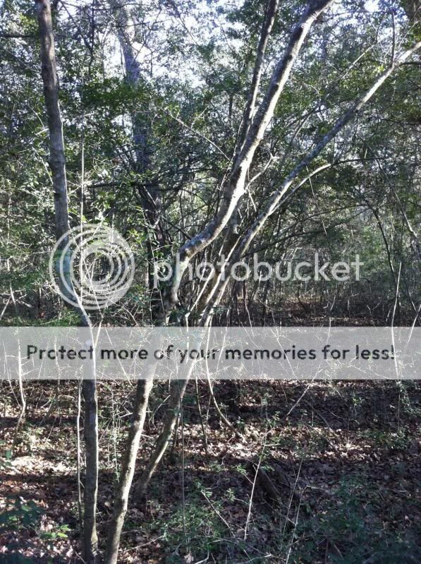 thicket2.jpg