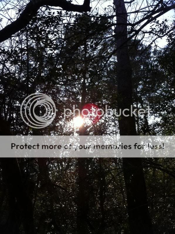 thicket3.jpg