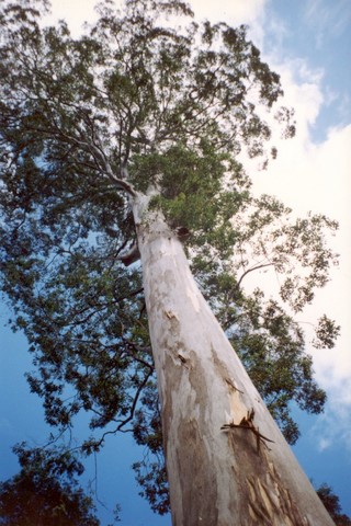 Eucalyptusdeanei-Blue_Mountains_National_Park.jpg